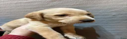 Labrador Retriever dogs for sale: Gorgeous Labrador Puppies - Advert 7