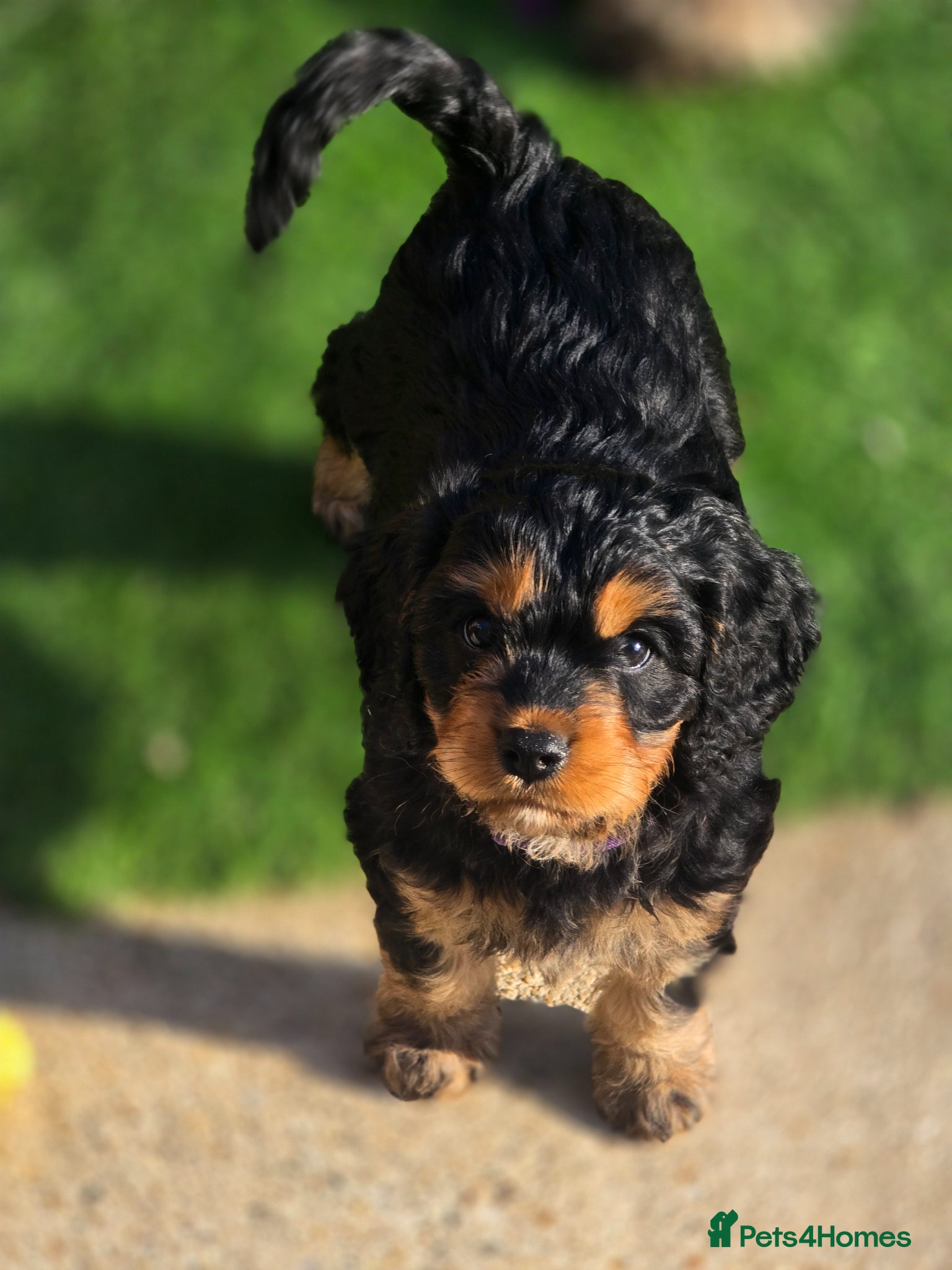 Cavapoo dogs Health tested Standard (cuddle) Cavapoos - Advert 1