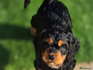 Cavapoo dogs Health tested Standard (cuddle) Cavapoos - Advert 1