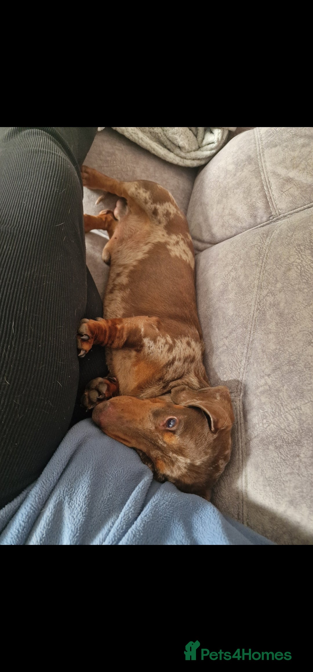 Miniature Dachshund dogs for sale: Lovely chocolate dapple and tan miniature dasch - Advert 4