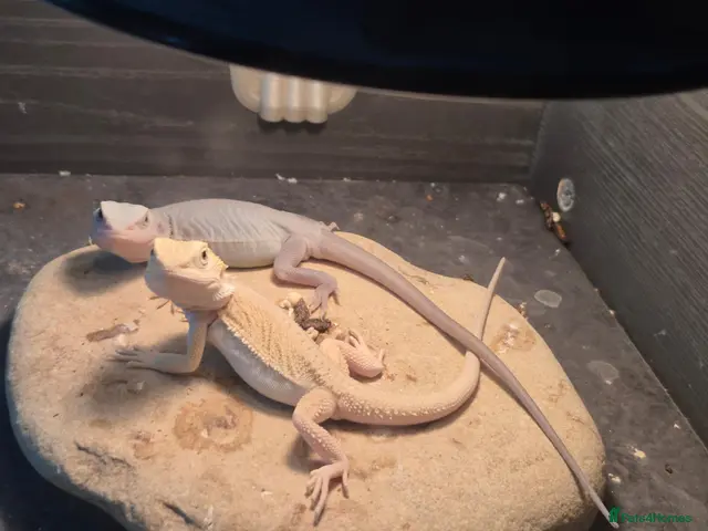 Bearded Dragon reptiles Baby bearded dragons - Advert 2