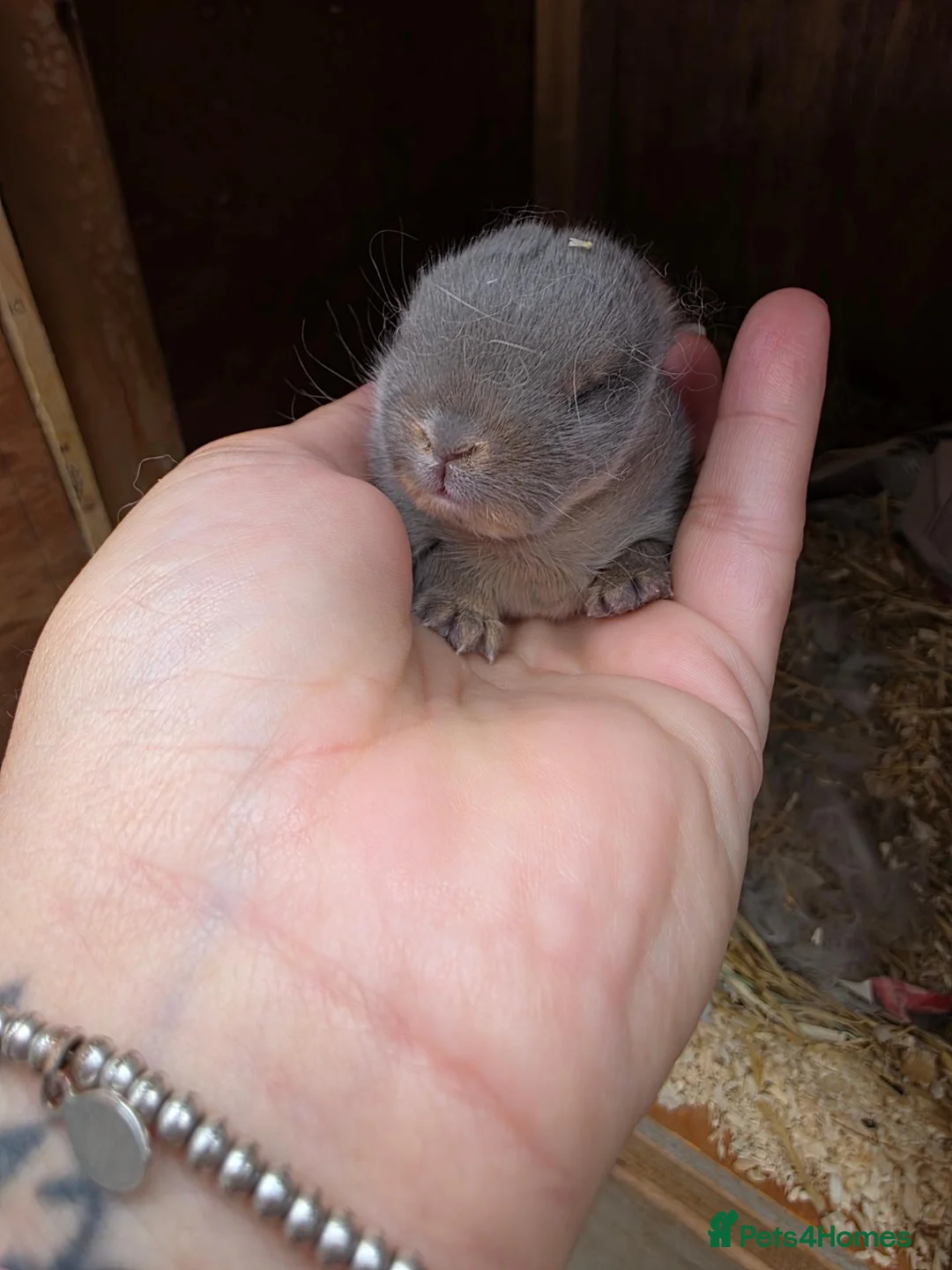 Netherland Dwarf rabbits for sale: Female Netherland dwarf - Advert 2