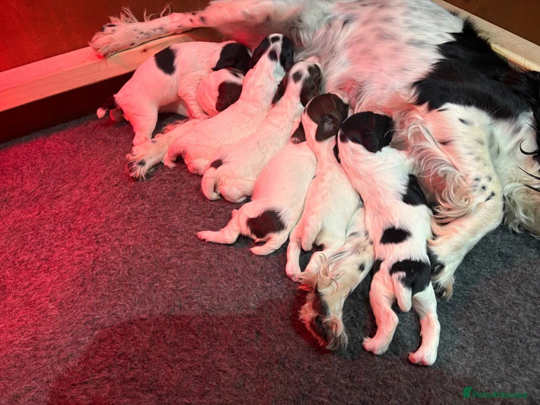 English Springer Spaniel dogs for sale:  KC registered English springer spaniel puppies - Advert 1