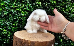 Mini Lop rabbits for sale: 🌟 PUREBRED MINI LOP BABIES 🌟 - Image 6
