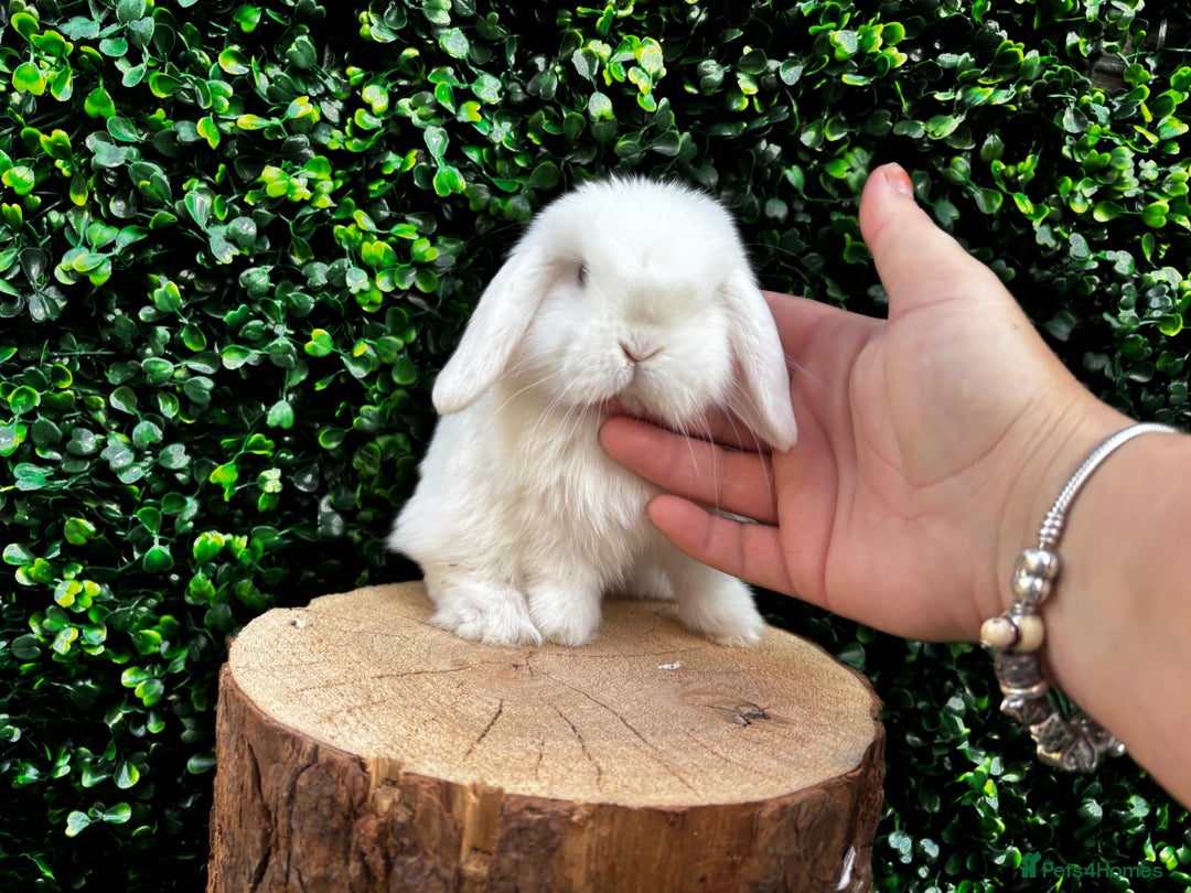 Mini Lop rabbits for sale: 🌟 PUREBRED MINI LOP BABIES 🌟 - Image 6