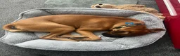 Boxer dogs for sale: Boxer puppy - 10 months old - Advert 9