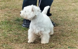 West Highland Terrier dogs for sale: Outstanding KC show line puppies  - Image 3