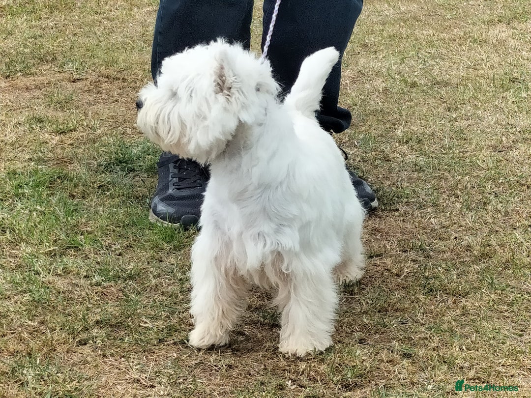West Highland Terrier dogs for sale: Outstanding KC show line puppies  - Image 3