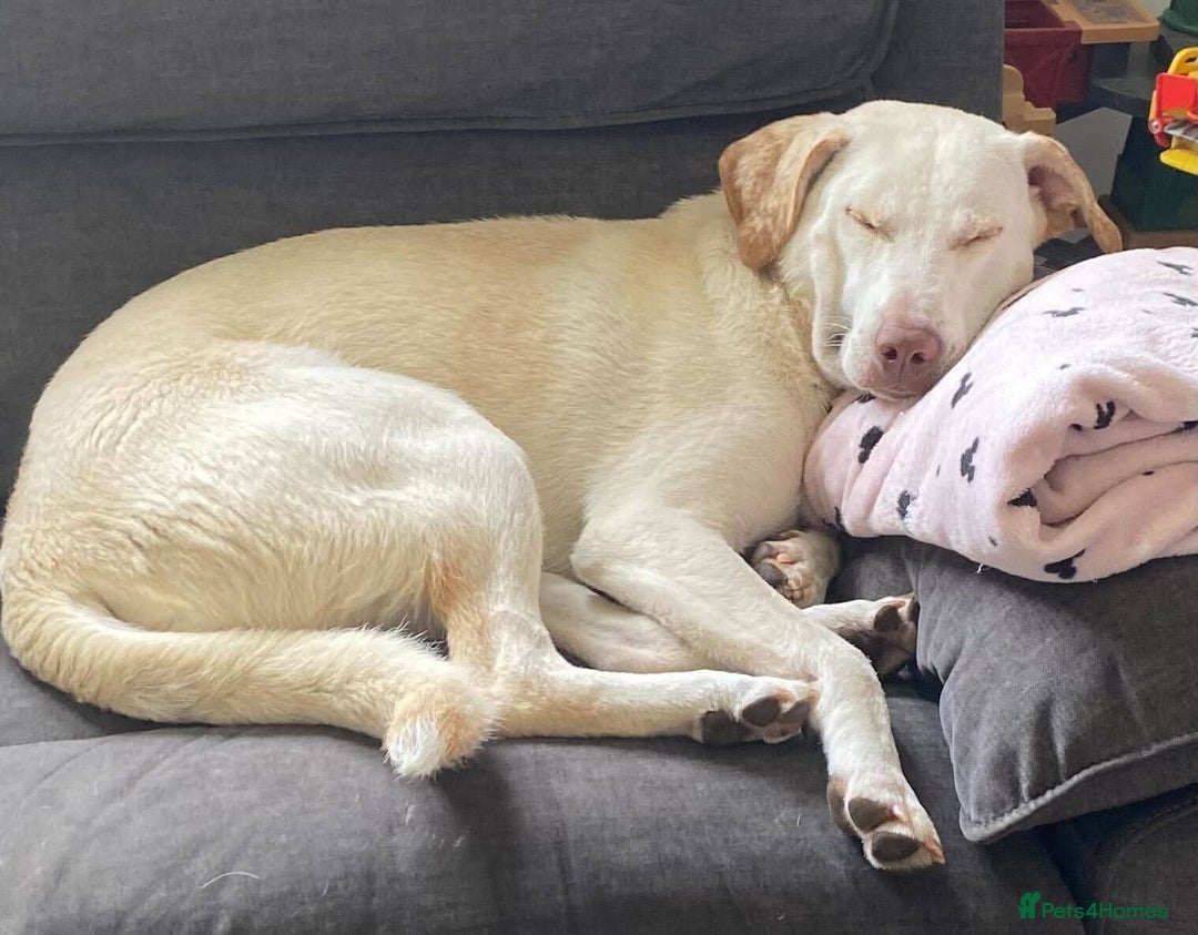 Mixed Breed dogs for adoption: Meet Oakley,  currently residing in Fife - Image 9
