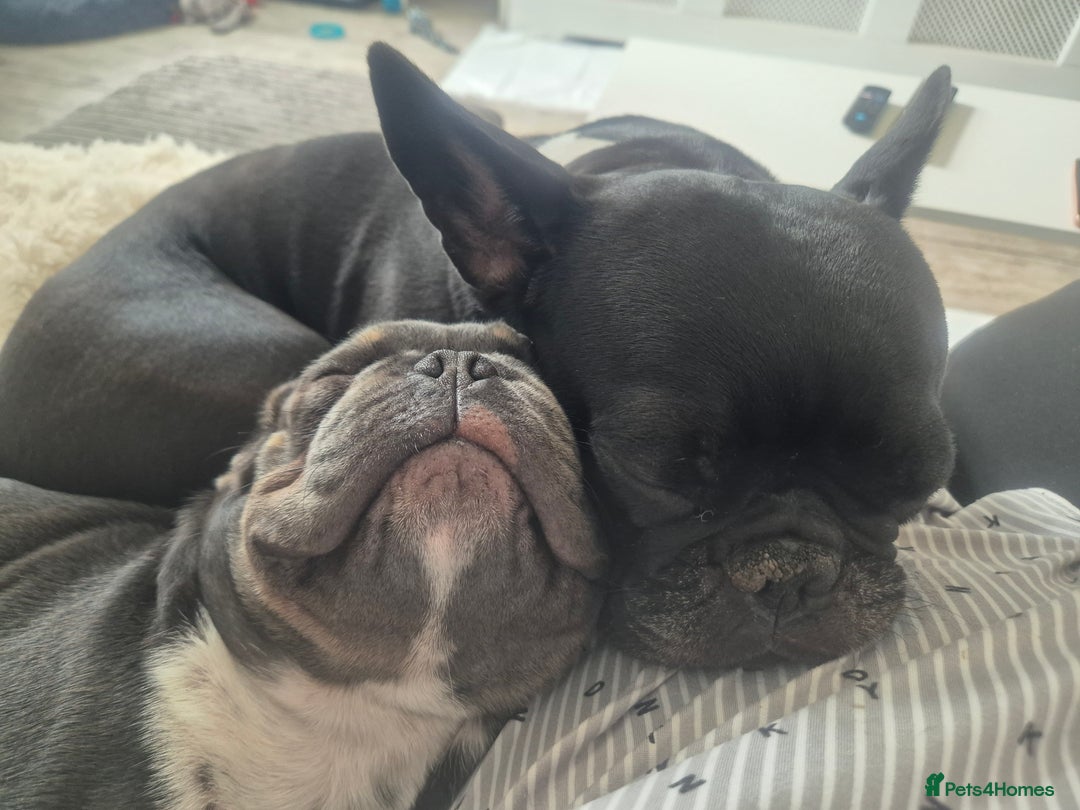 French Bulldog dogs for sale: Blue pied frenchbulldog puppies - Advert 3