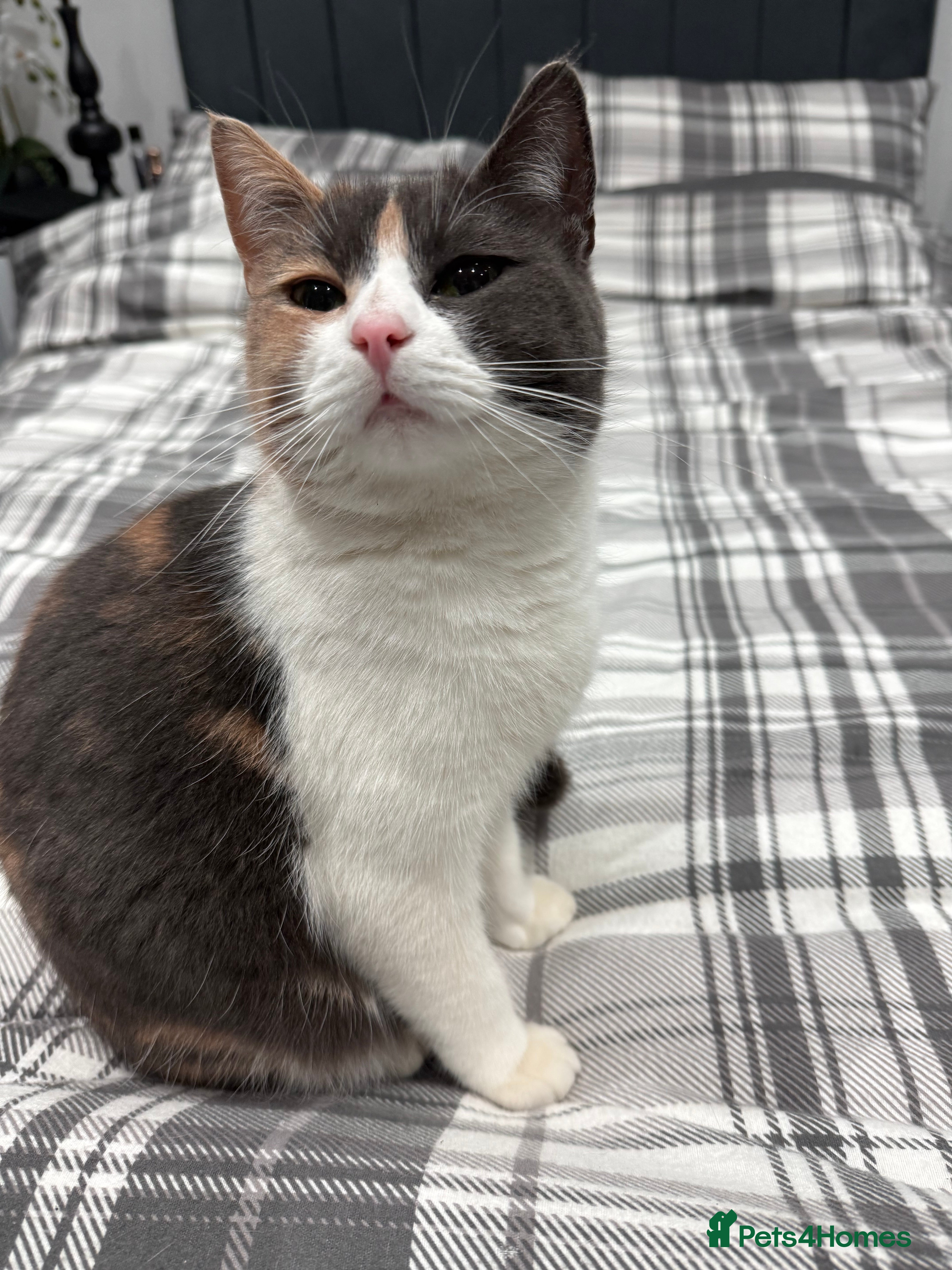 British Longhair cats Mia beautiful family cat  - Advert 2