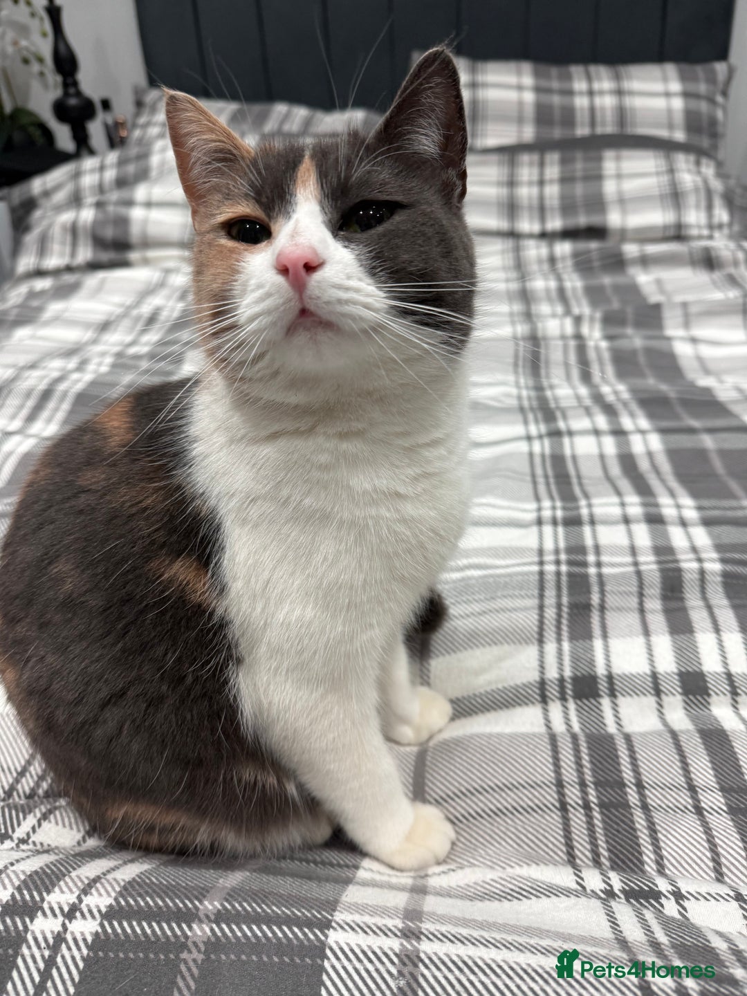 British Longhair cats for sale: Mia beautiful family cat  - Advert 2