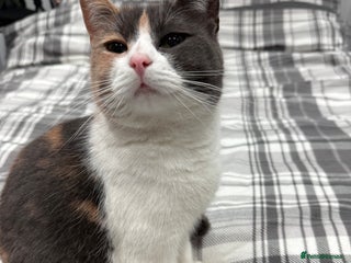 British Longhair cats Mia beautiful family cat - Advert 2