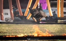 Belgian Shepherd Dog dogs for sale: Exceptional Herders from World-Class Lines - Image 4