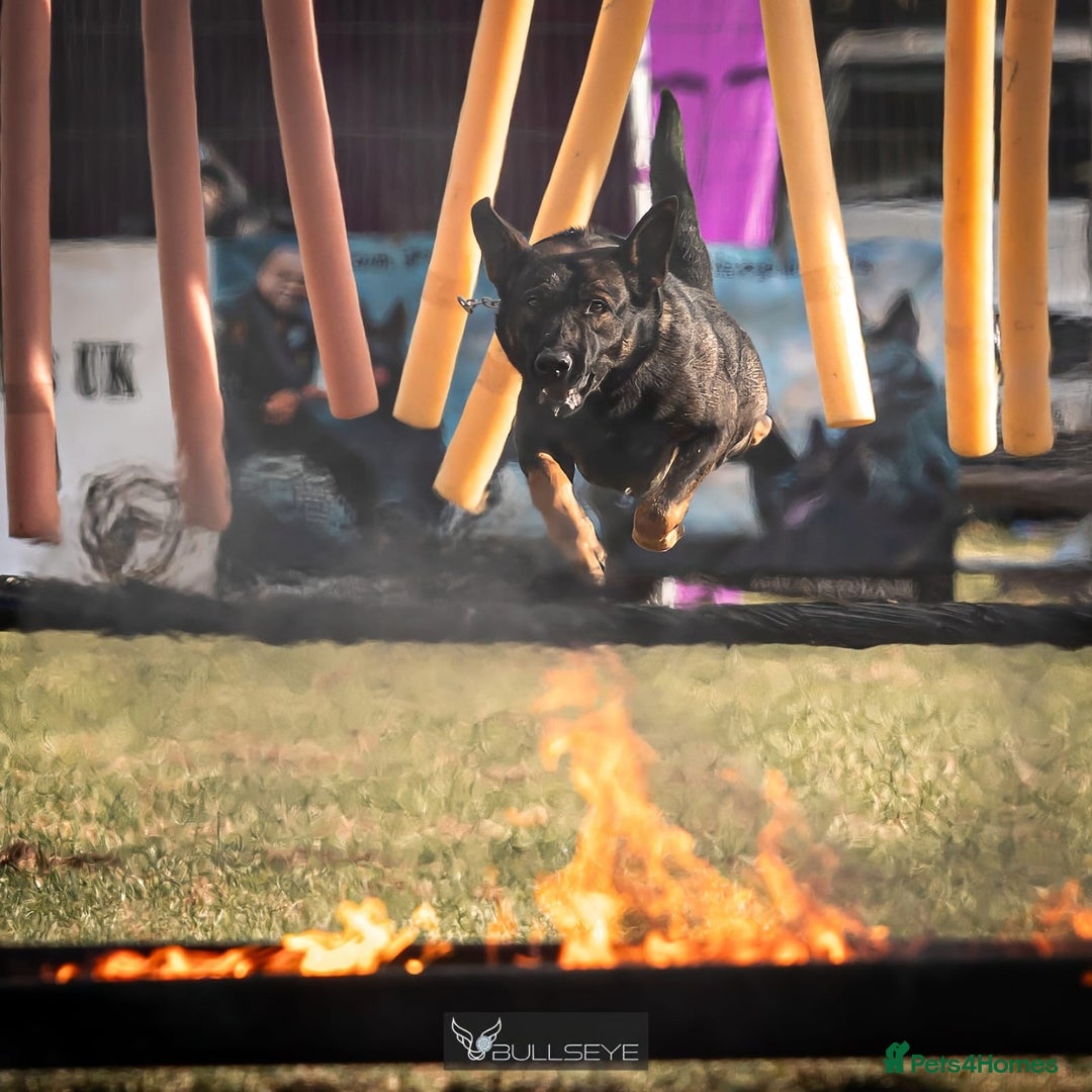 Belgian Shepherd Dog dogs for sale: Exceptional Herders from World-Class Lines - Image 4