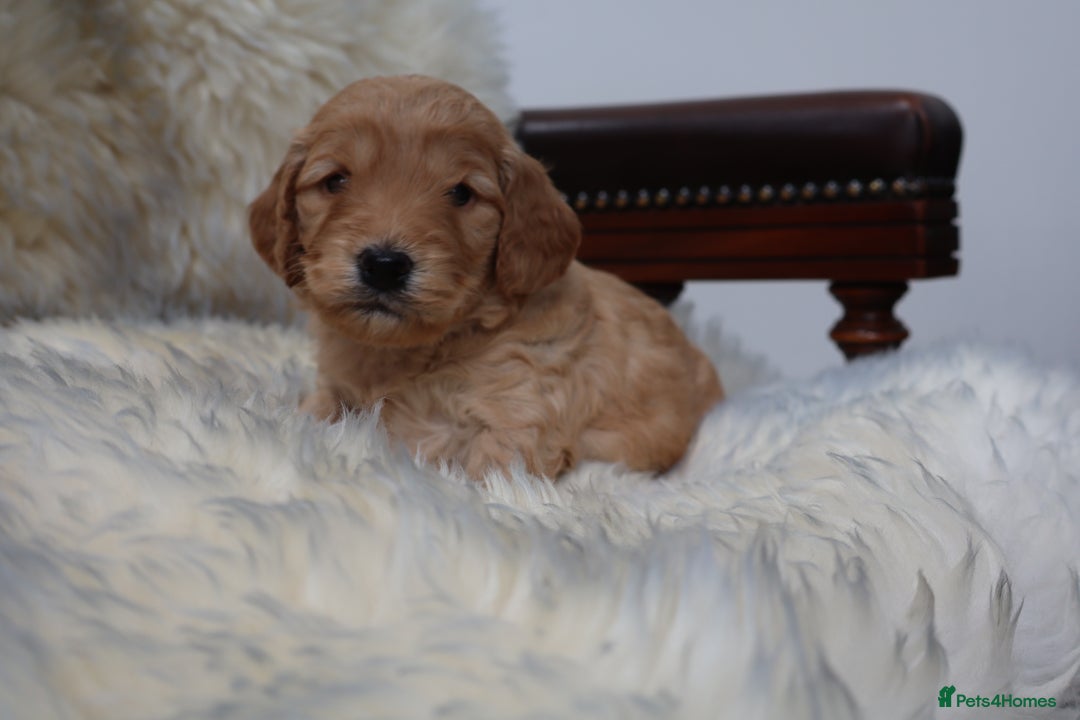 Cockapoo dogs for sale: 5*LICENSED BREEDER WATCH LIVE HEALTH TESTED PARENT - Image 21