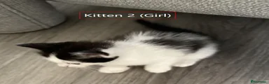 Kitten 2 (girl)