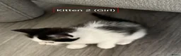 Mixed Breed cats for sale: Cute and playful kittens looking for a new home - Advert 15