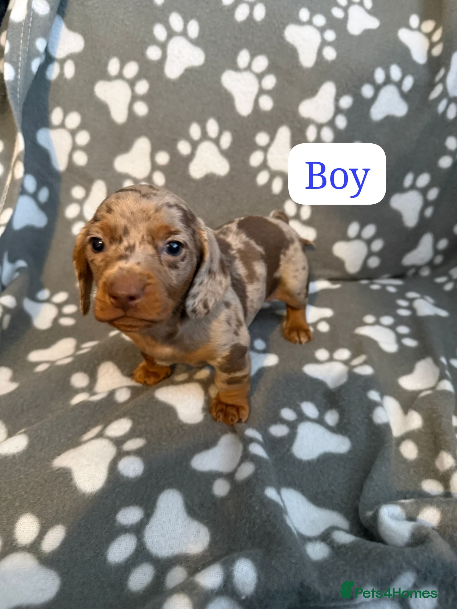 Miniature Dachshund dogs Miniature dachshund  - Advert 1