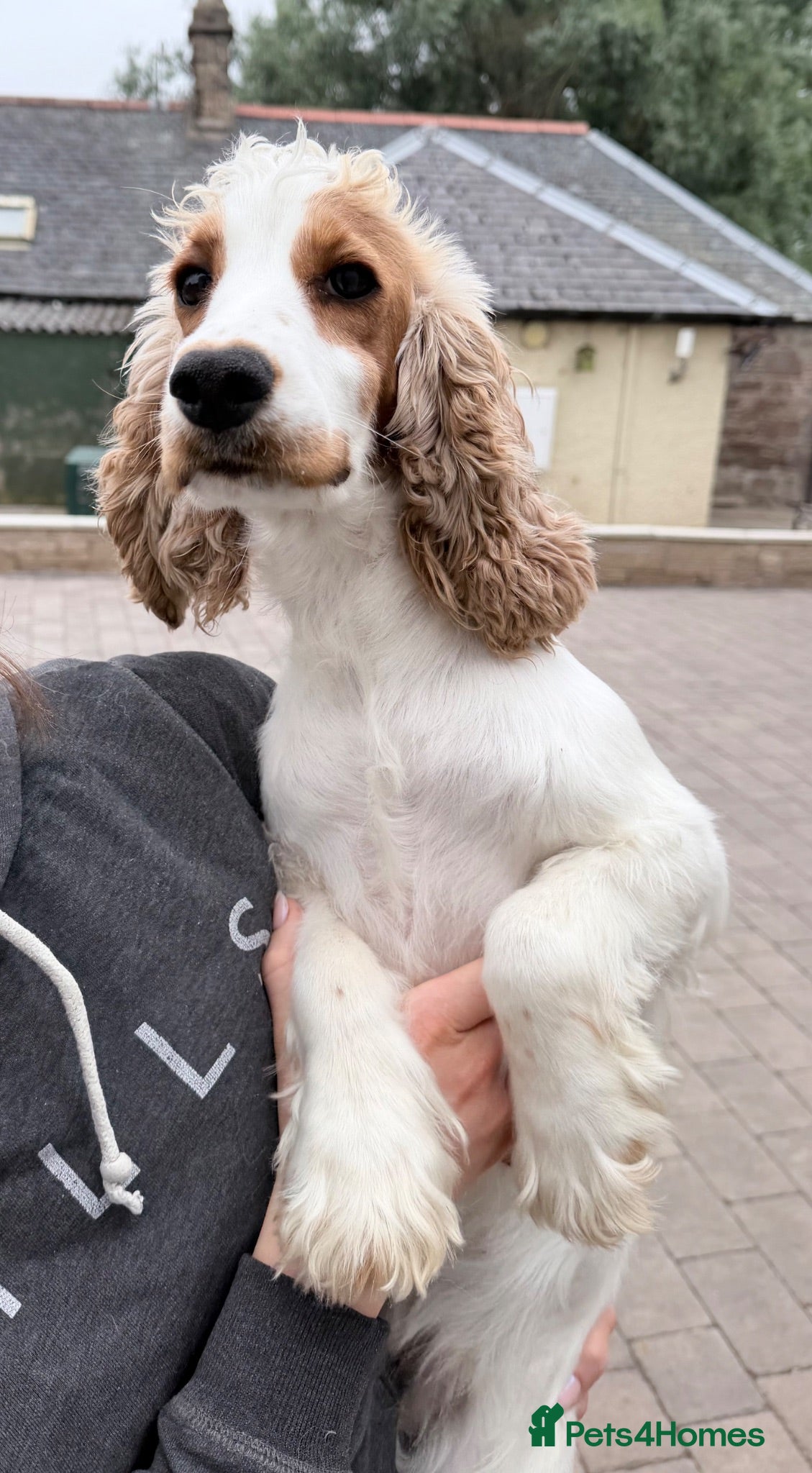 Cocker Spaniel dogs Kc reg cocker soaniels - Advert 1