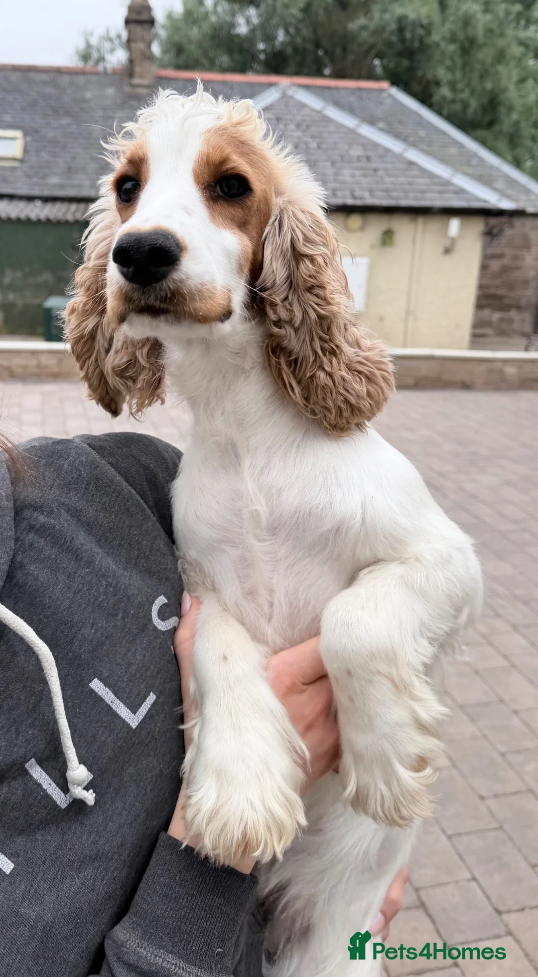 Cocker Spaniel dogs for sale: Kc reg cocker soaniels - Advert 1
