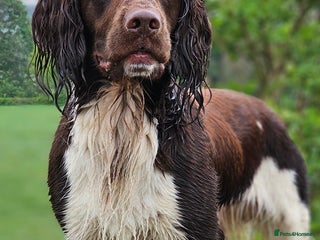 English Springer Spaniel dogs in Derby - Advert 4