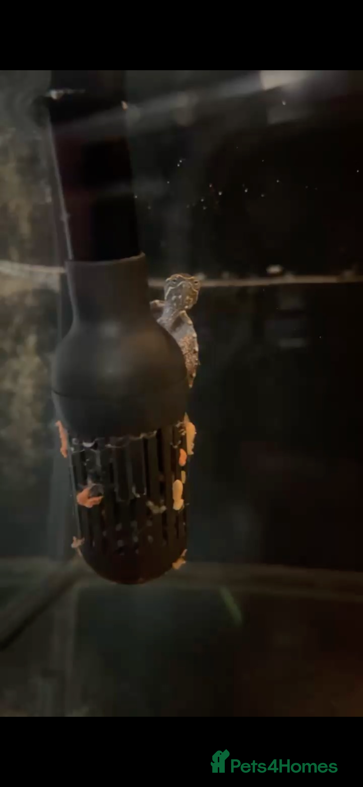 Turtle reptiles Two musk turtles  - Advert 1