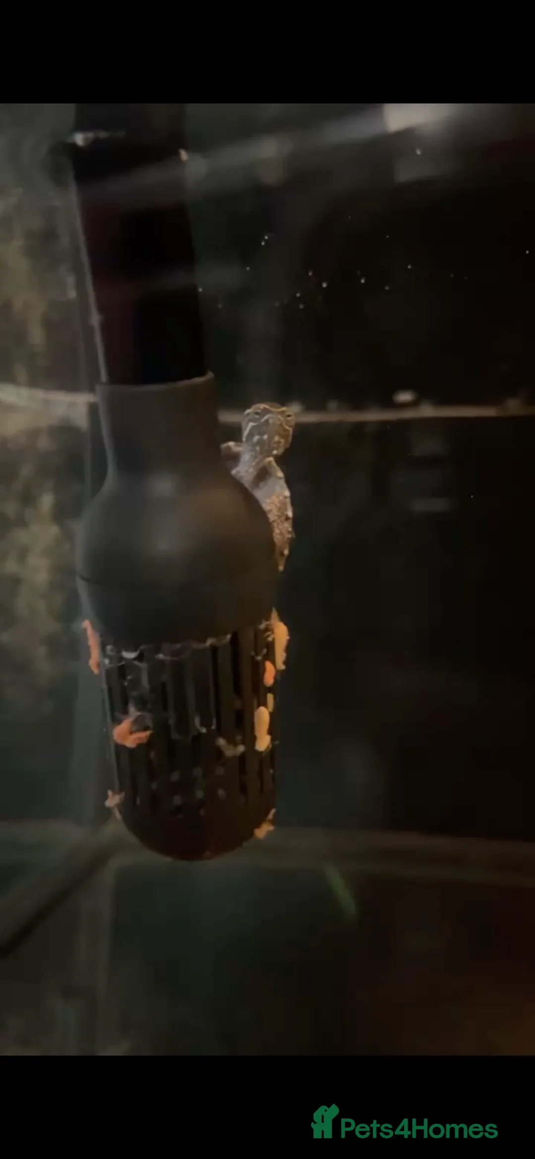 Turtle reptiles for sale: Two musk turtles  - Advert 1