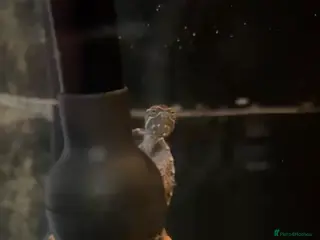 Turtle reptiles Two musk turtles - Advert 1