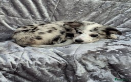 Australian Shepherd dogs for sale: Bluey - Image 1