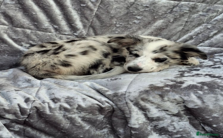 Australian Shepherd dogs - Advert 1