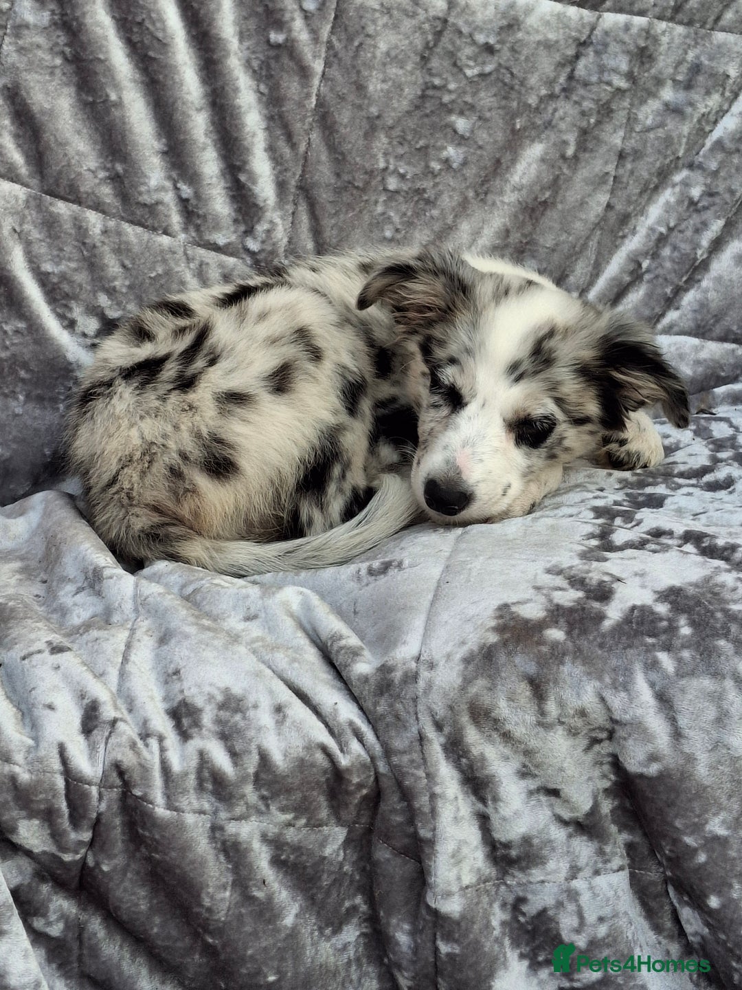 Australian Shepherd dogs for sale: Bluey - Image 1