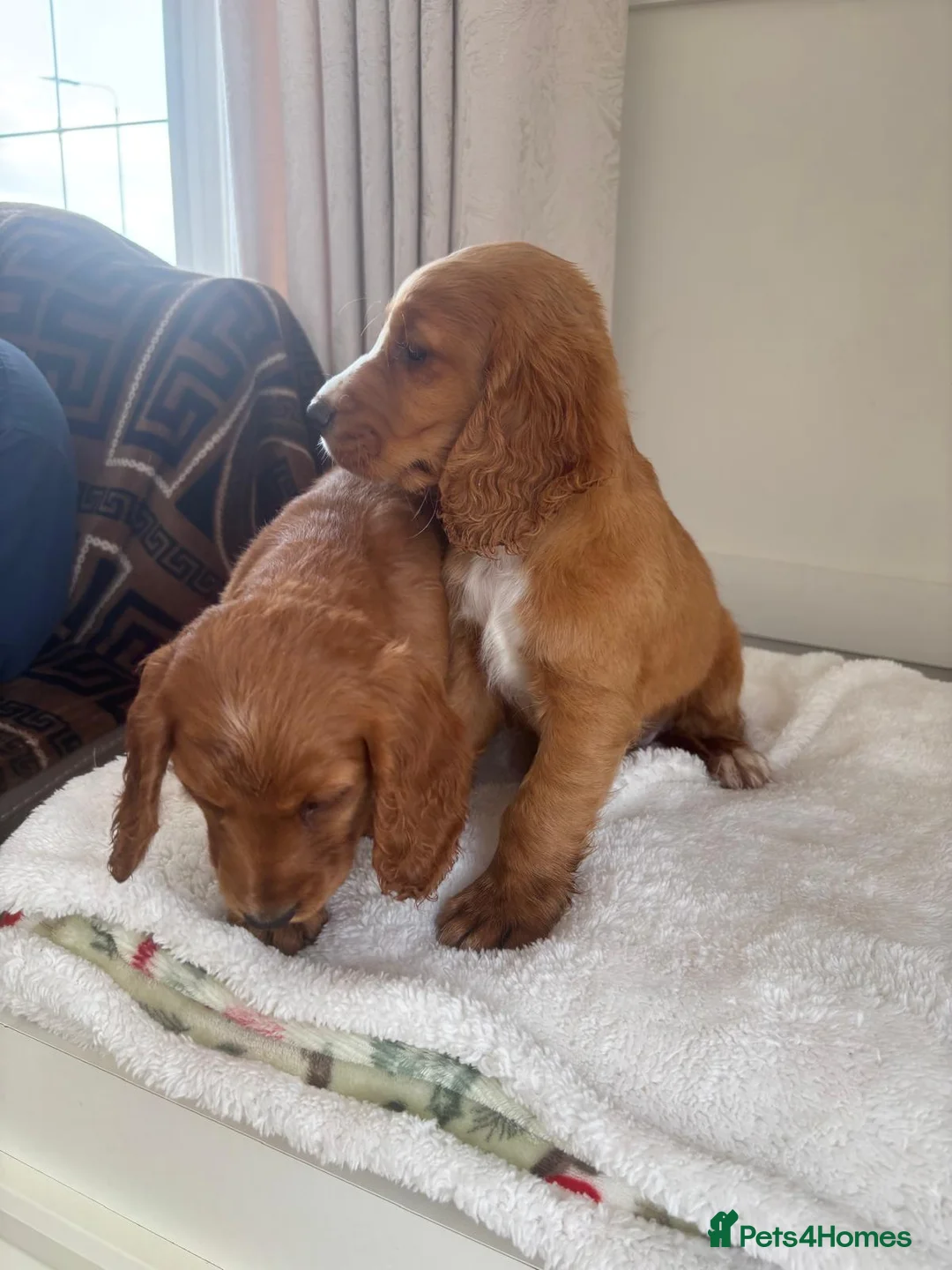 Cocker Spaniel dogs for sale: Cocker spaniels  - Advert 2