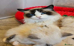 Ragdoll cats for sale: Cute Ragdoll kittens  - Advert 6
