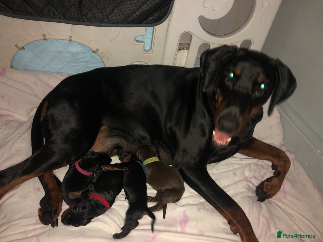 Dobermann dogs for sale: Dobermann puppies for sale  - Image 2