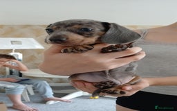 Miniature Dachshund dogs for sale: Miniature dashunds puppies - Image 2