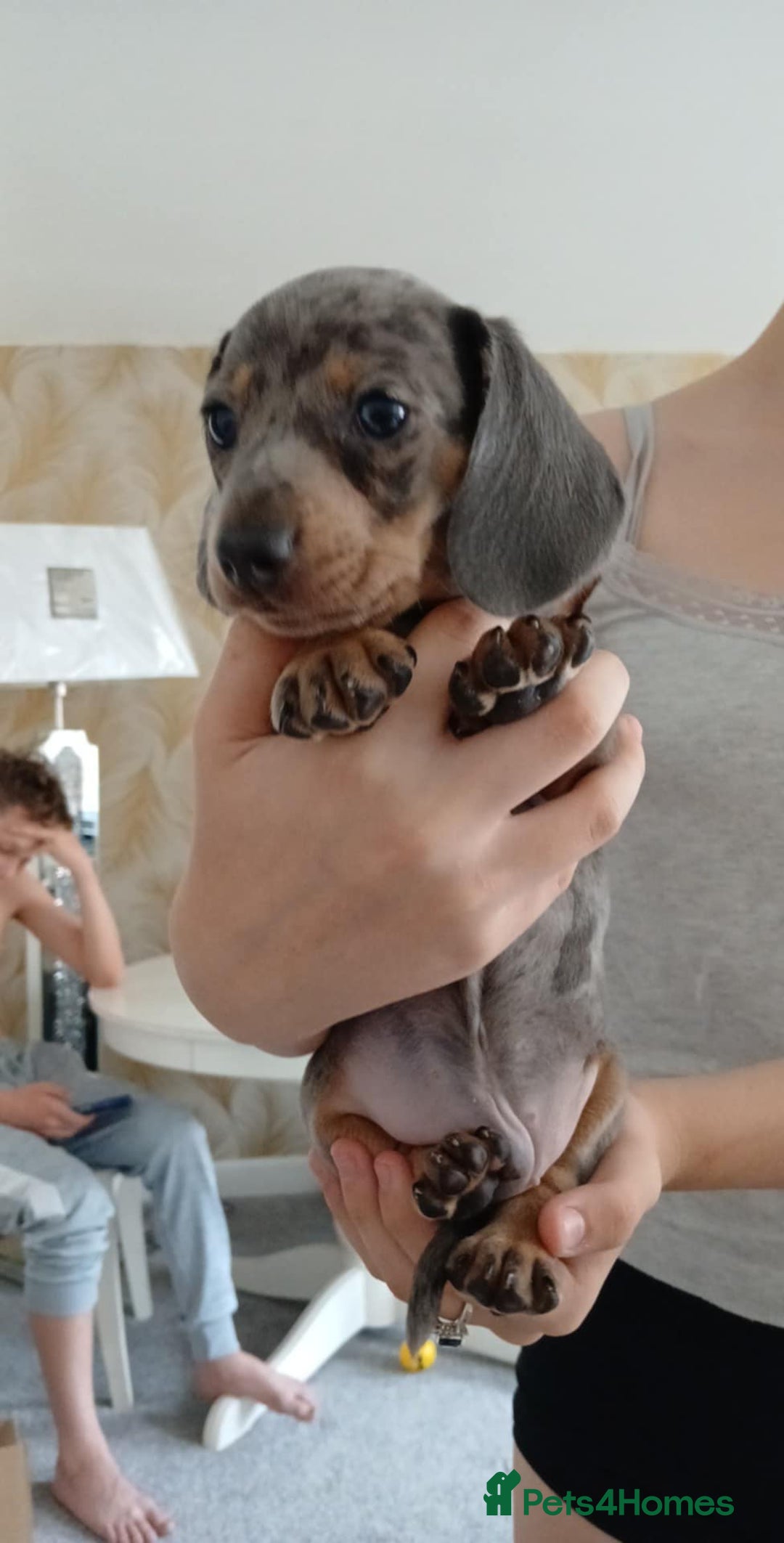 Miniature Dachshund dogs for sale: Miniature dashunds puppies - Image 2