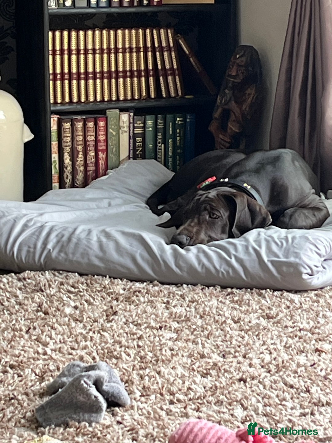Great Dane dogs for sale: 5 month Great Dane puppy - Image 3