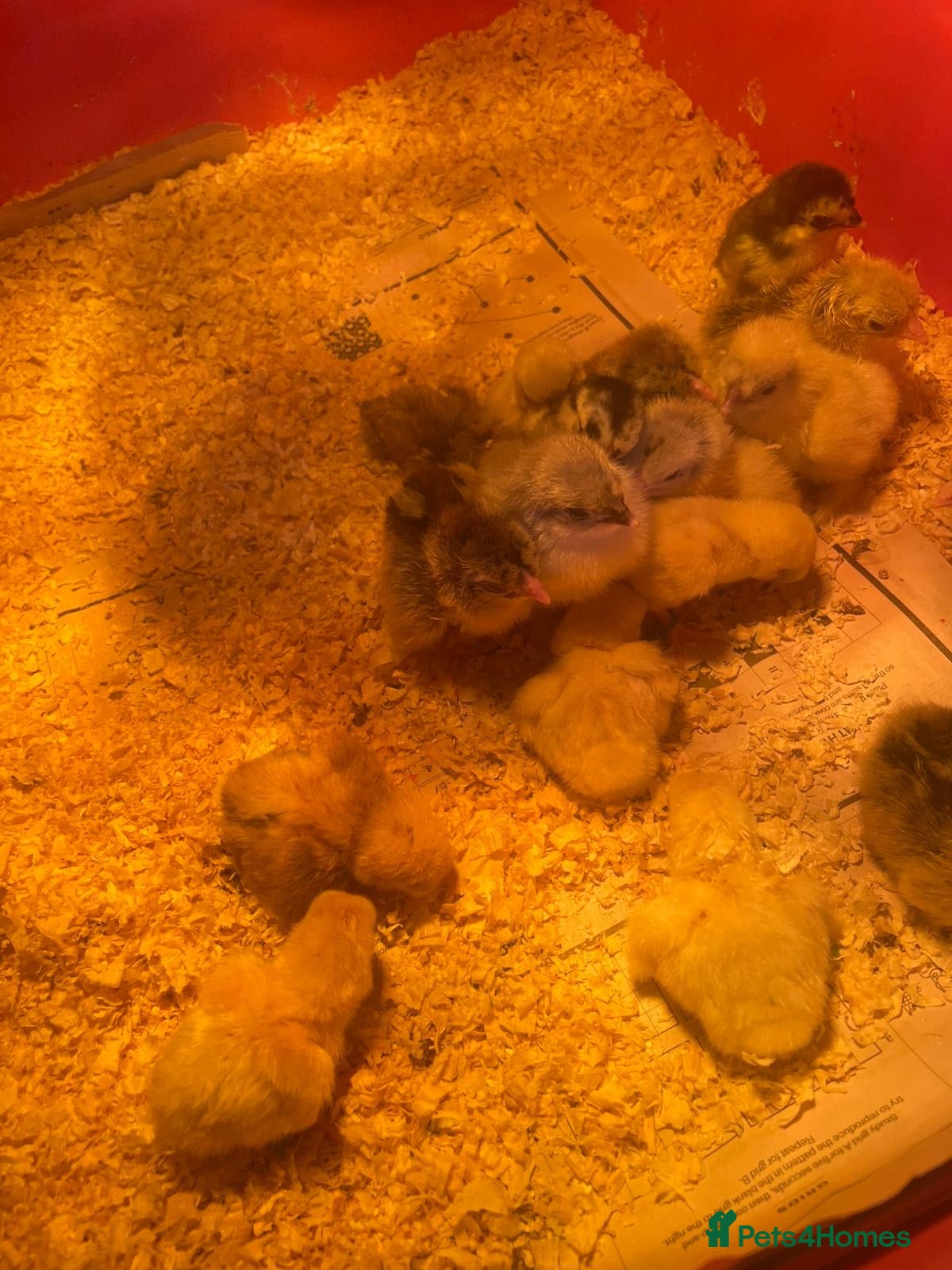Chickens poultry for sale: Chicks - Advert 1