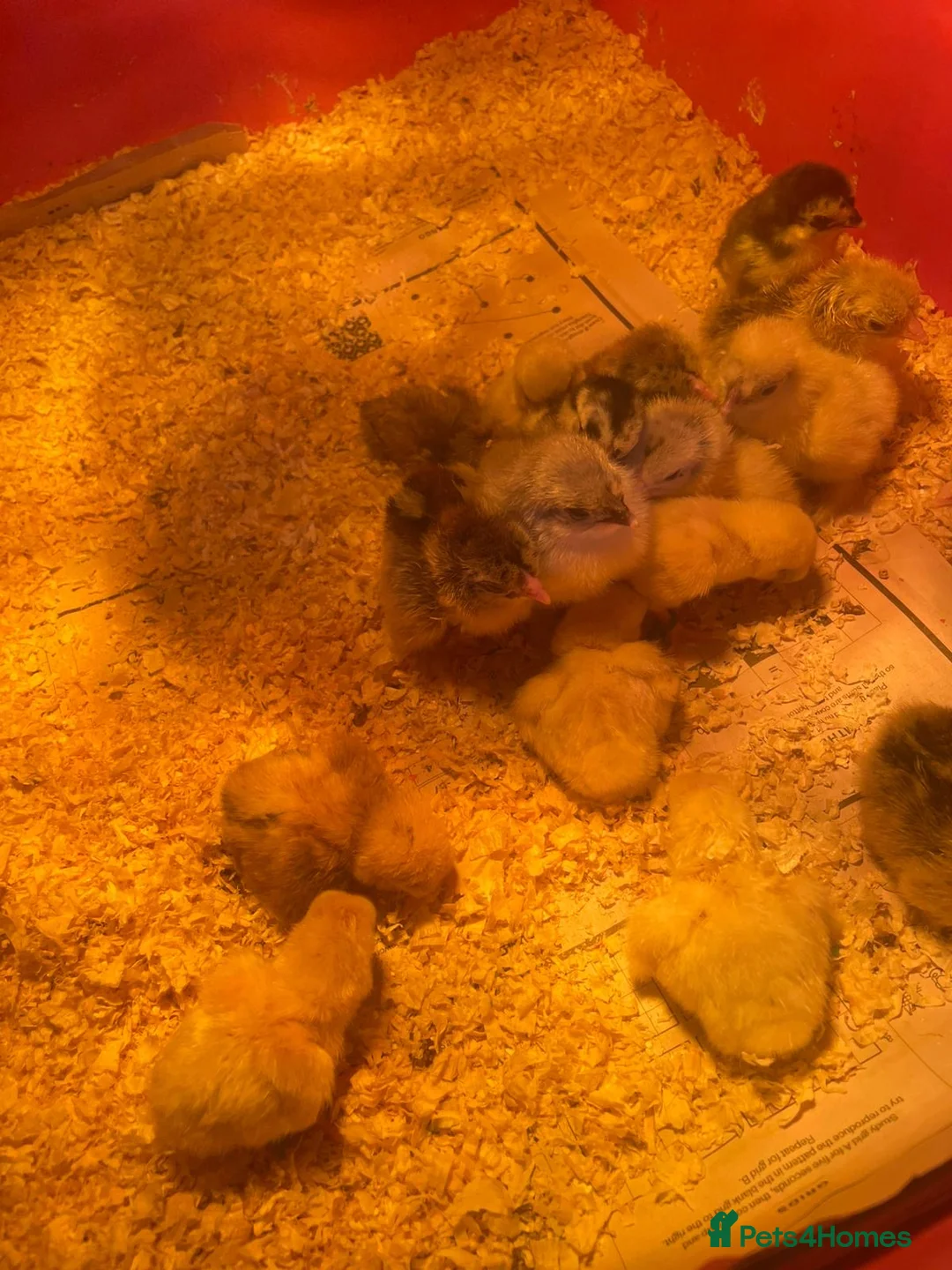 Chickens poultry for sale: Day old chicks - Advert 1