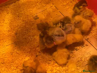 Chickens poultry for sale: Chicks - Advert 1