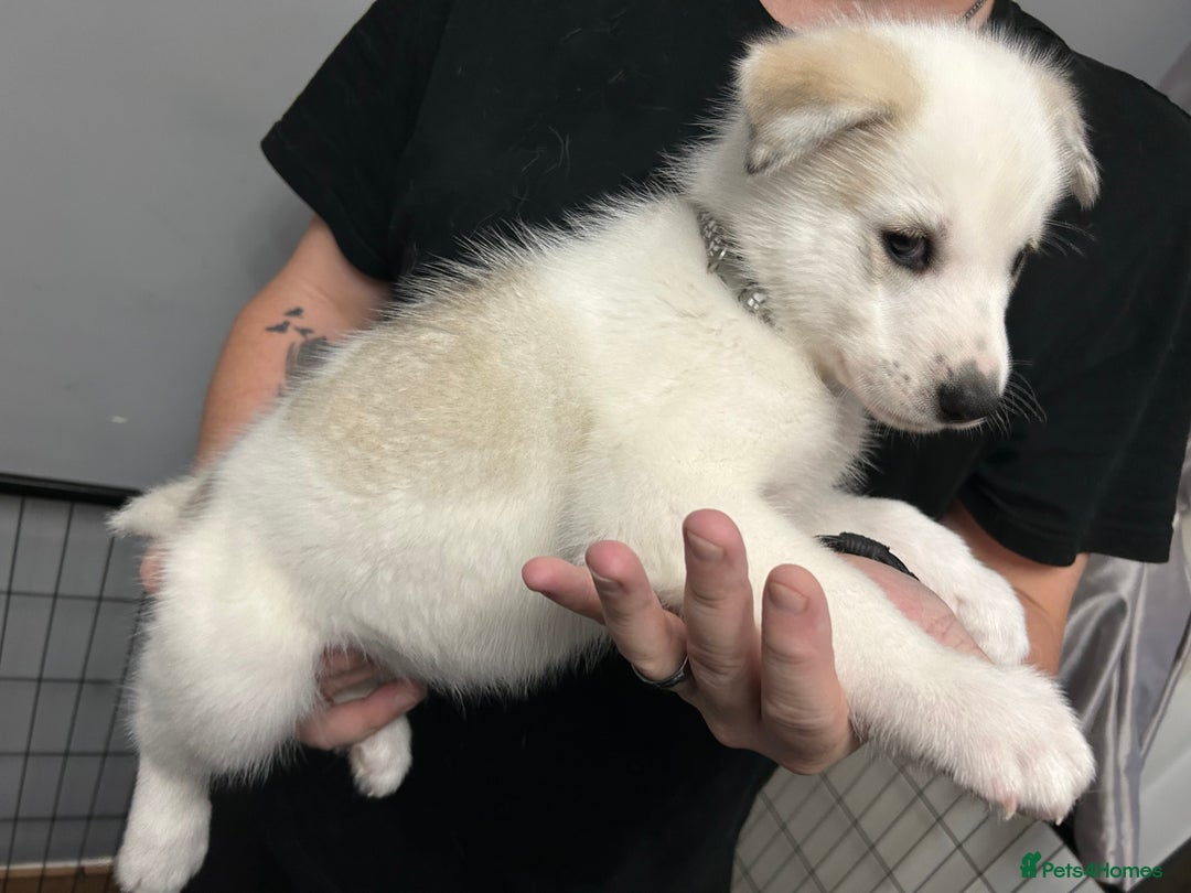 Siberian Husky dogs for sale: Beautiful Husky Puppies – Ready in 2 Weeks!  - Advert 6