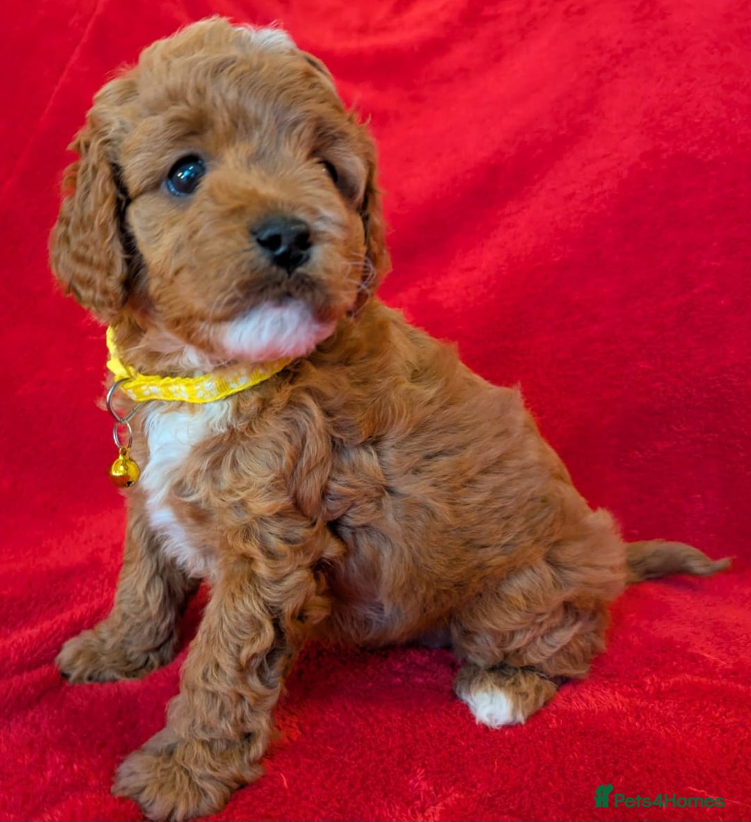 Cavapoo dogs for sale: F2 Cavapoo, Dog breeding license - Advert 21