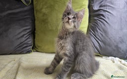 Maine Coon cats for sale: Maine coon kittens ready  - Image 7