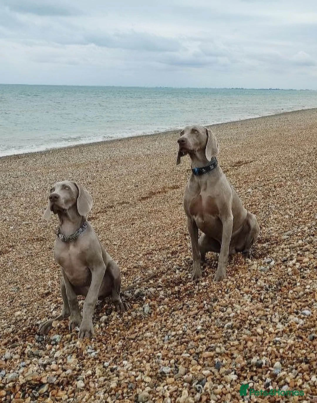 Weimaraner dogs for stud: 🔥super stud🔥Hipscored🔥KC reg in Woodbridge - Advert 25