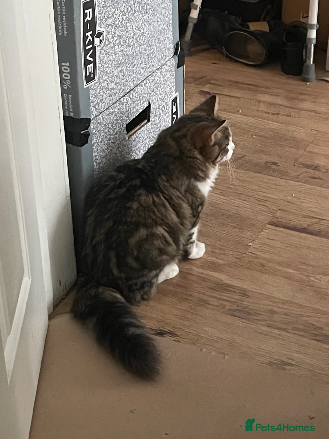 Siberian cats for sale: Michek Gorgeous Boy - Advert 5