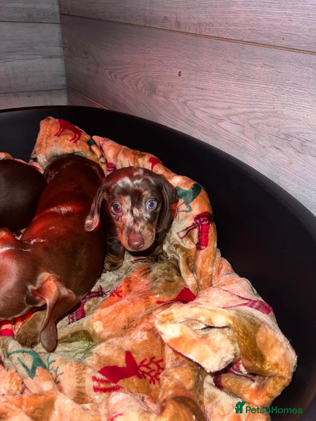 Miniature Dachshund dogs for sale: 3 beautiful mini sausages - Advert 8