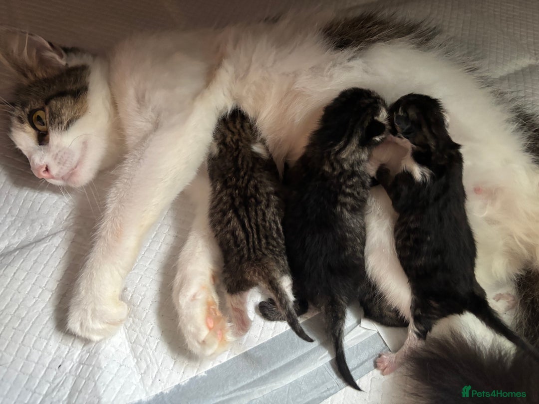 British Longhair cats for sale: beautiful  fluffy mixed kittens  - Image 2