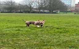 American Bully dogs for sale: American Pocket Bully - Image 4