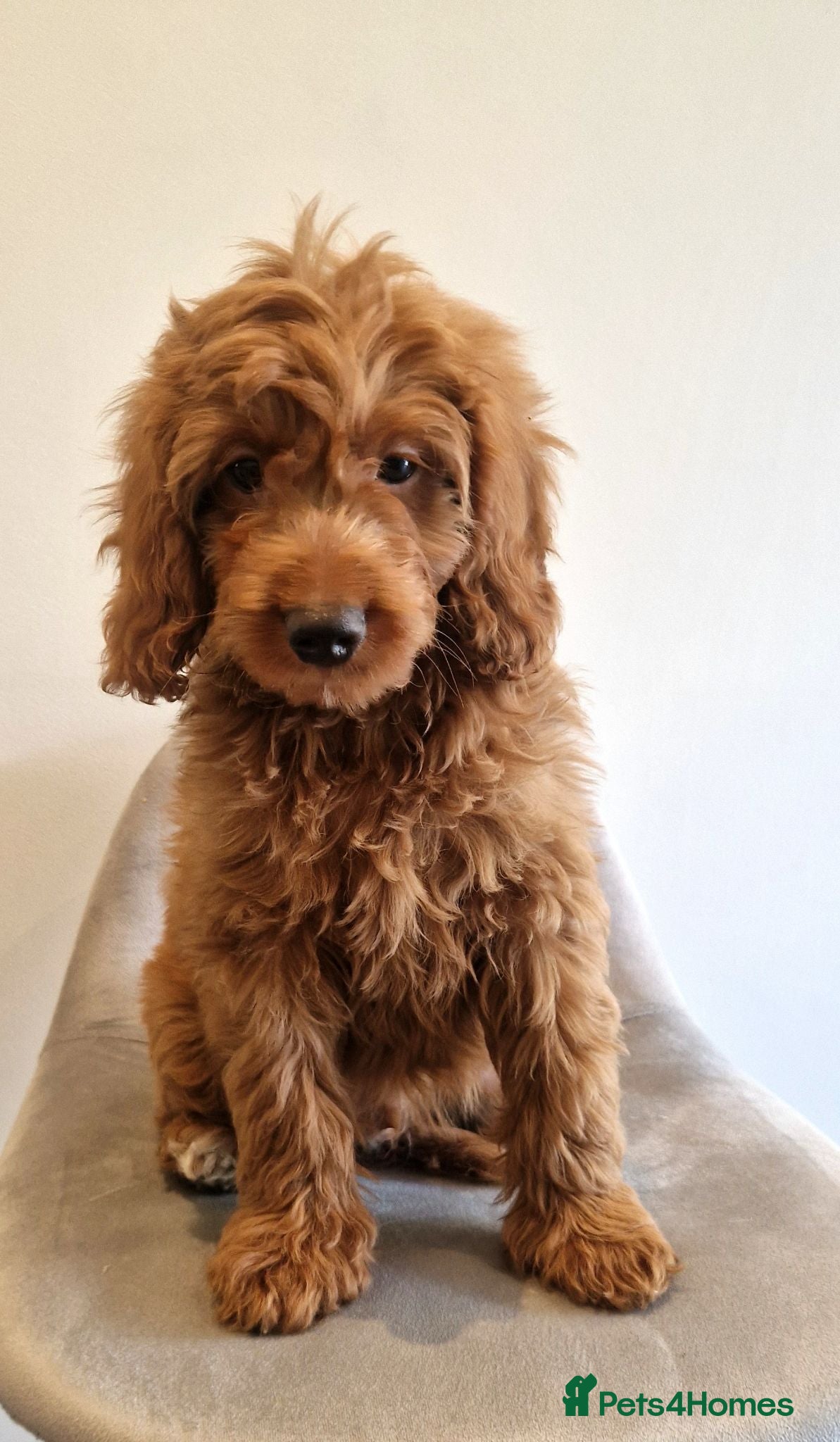 Cockapoo dogs Beautiful health clear Cockapoo's - Advert 2